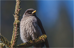 FE 400-800mm F6.3-8 G OSS